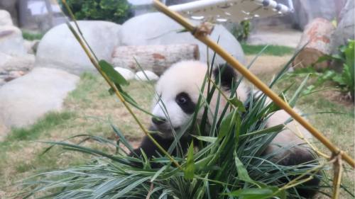 海洋公園初生熊貓首次見面