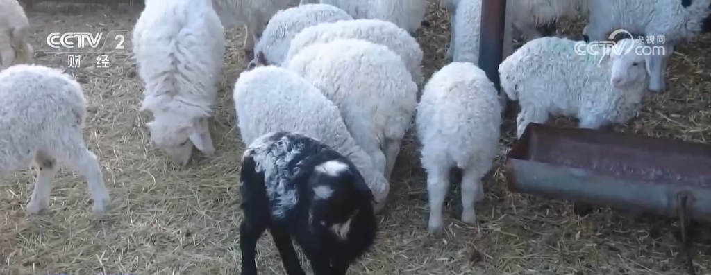 /</</ P> <p> L'inizio della primavera è ancora fredda. Bala ha detto ai giornalisti che la sua casa ha costruito una casa di pecora spaziosa e luminosa e ha preparato abbastanza foraggio e foraggio per prepararsi alla collezione di agnello. Allo stesso modo, i più di 50 bovini symental raccolti dal pastore Geri Lemandula hanno ricevuto con successo più di 30 vitelli. Il personale di prevenzione dell'epidemia locale visiterà regolarmente la sua casa per verificare la crescita del nuovo bestiame. </p> <p class = 