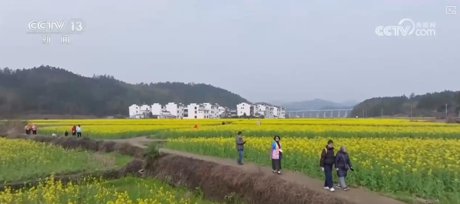 /> </p> <p>空気から見ると、菜種の畑は黄金の海のようで、田舎の土地に広がって、散らばっている村に散らばっている村に散らばっています。 </p> <p class = 