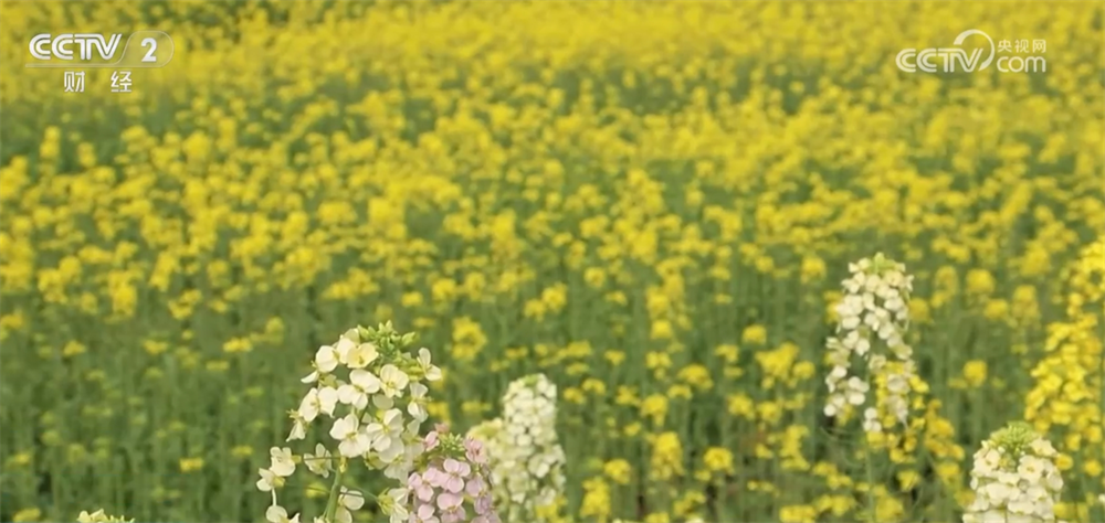 // p> <p> Foulonnements de Green Blendshi Les eaux et les villages pittoresques. Les touristes se promènent le long du chemin entre les fleurs et gèlent de beaux moments avec leurs caméras. </p> <p class = 