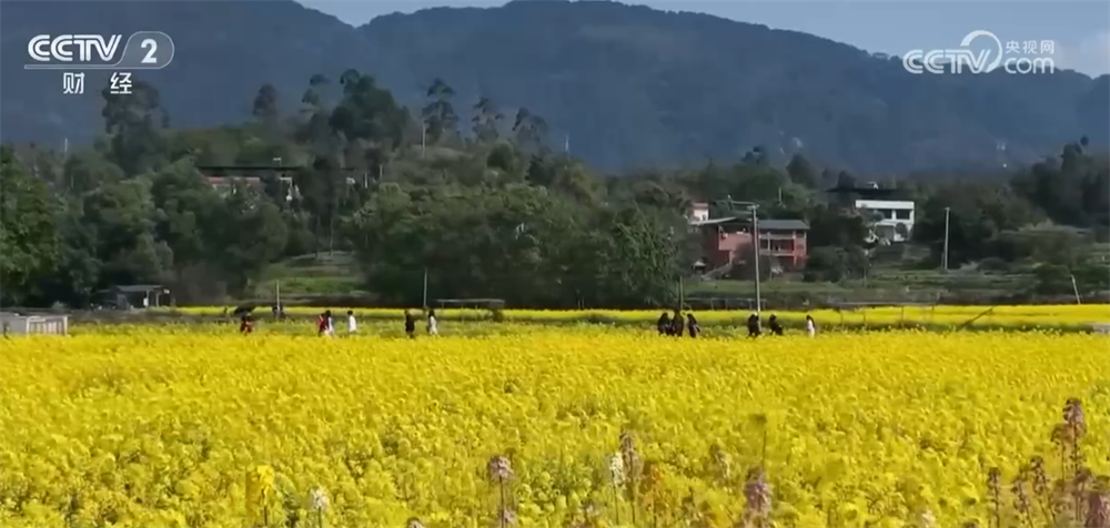 // </p> <p> La zone de plantation de Rappeed dans le district de Bishan, Chong, a atteint 43,arros. Les plantations, la transformation et les ventes en colza ont été établies, et une production annuelle de 6 000 tonnes de colza est attendue. Dans le même temps, la région a profité pleinement des «fleurs» pour créer des musées d'art rural, des galeries d'art et d'autres domaines, et a effectué des vacances en santé et en loisirs, la recherche en culture agricole et d'autres activités pour améliorer la nouvelle expérience du tourisme entier de Bishan. </p> <p> </p> <p> Pingtang, Guizhou: Dix mille acres de fleurs de prune fleurissent ensemble 