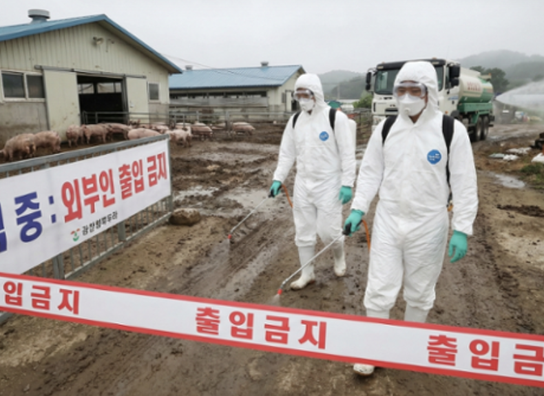韩国发生非洲猪瘟疫情 